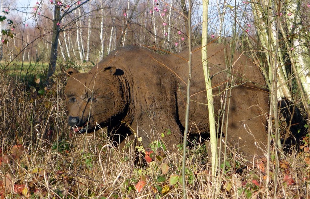 Wolfgang Herbst: 3D-Tiere für Bogensport, Dekoration, Werbung - tier.art