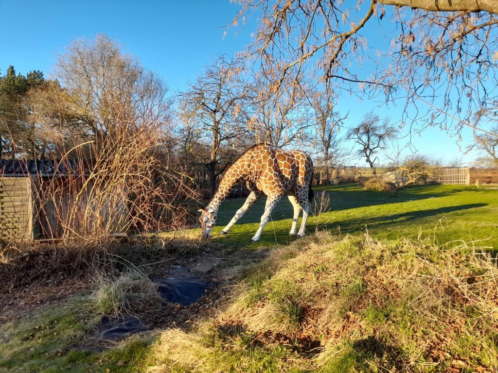tier.art Wolfgang Herbst tier-art-3d – 3D Tiere - Ziele für den Bogensport, als Werbefigur oder Dekoration
