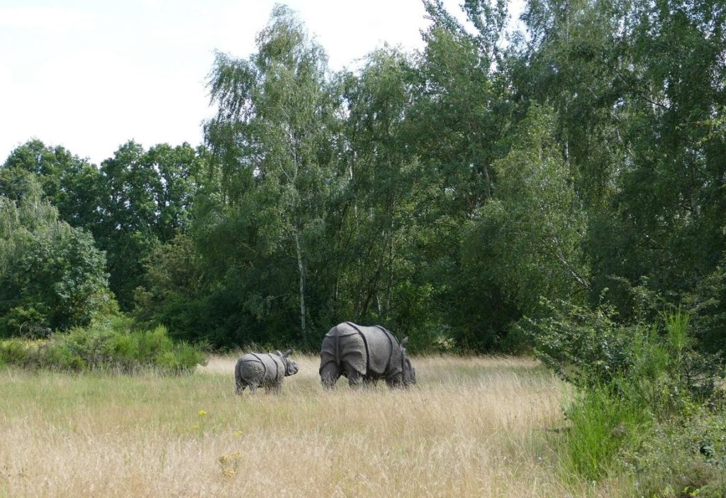 tier.art Wolfgang Herbst tier-art-3d – 3D Tiere - Ziele für den Bogensport, als Werbefigur oder Dekoration